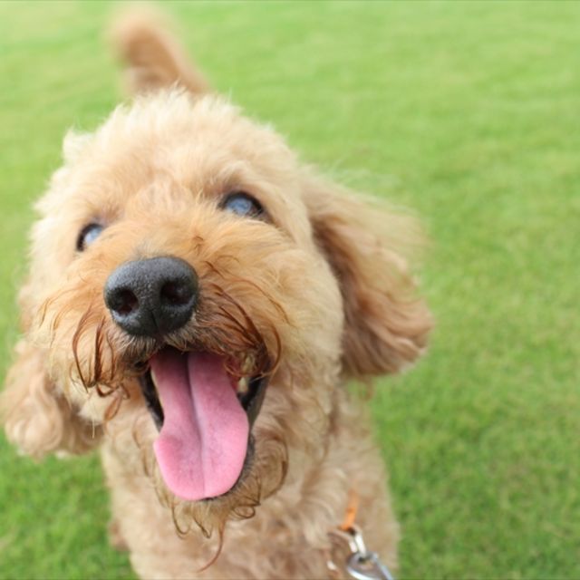 犬